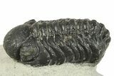 Bargain, Austerops Trilobite - Ofaten, Morocco #287284-2